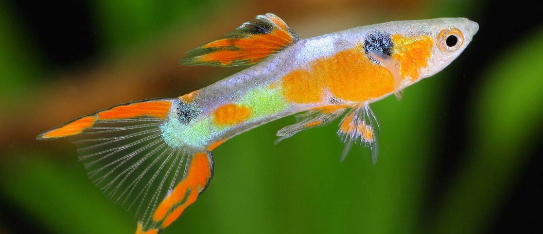 短信电话云轰炸