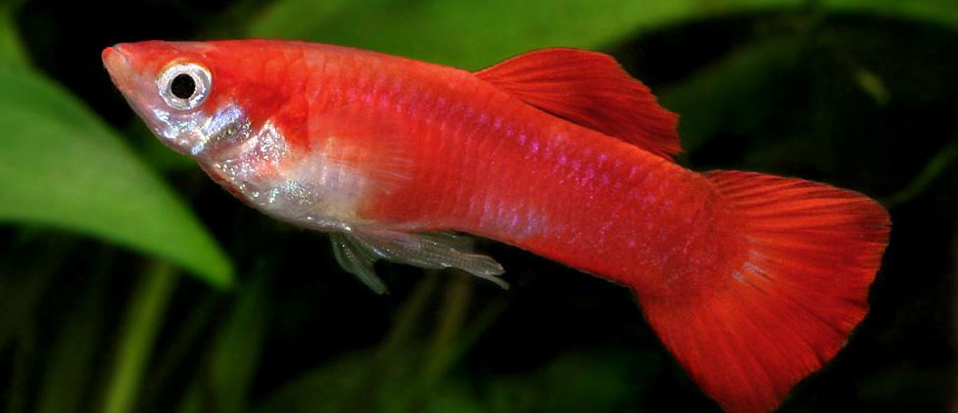 一秒发1000条手机号的软件