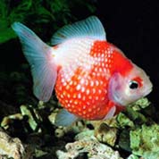 无缝数据迁移的接码短信平台