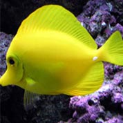 手机号测压网站